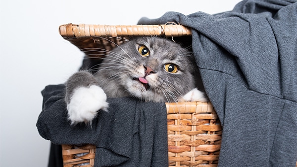cat in laundery