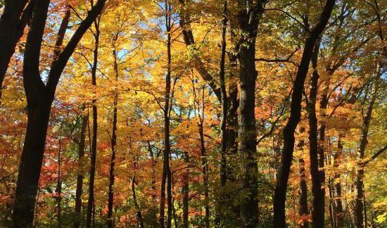 fall colors in minneapolis